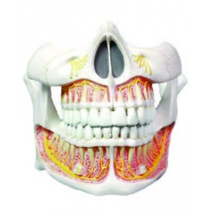 Permanent Teeth Model